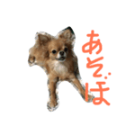 うちの子モカ（個別スタンプ：8）