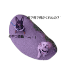 わんころろろん（個別スタンプ：7）