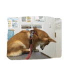 白くつしたのるびぃ（個別スタンプ：5）