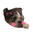 BOSTON TERRIA（個別スタンプ：2）