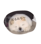 短足ポテト犬（個別スタンプ：1）