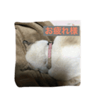トラ君と仲間たち（個別スタンプ：1）