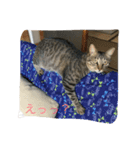 トラ君と仲間たち（個別スタンプ：5）