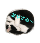 MARU cat love（個別スタンプ：1）
