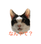 MARU cat love（個別スタンプ：2）
