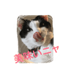 MARU cat love（個別スタンプ：3）