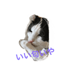 MARU cat love（個別スタンプ：4）
