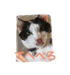 MARU cat love（個別スタンプ：5）