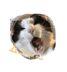 MARU cat love（個別スタンプ：7）