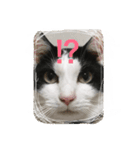 MARU cat love（個別スタンプ：8）