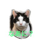 MARU cat love（個別スタンプ：9）