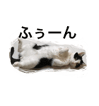 MARU cat love（個別スタンプ：10）