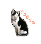 MARU cat love（個別スタンプ：12）