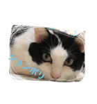MARU cat love（個別スタンプ：13）