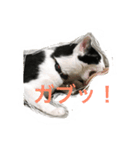 MARU cat love（個別スタンプ：14）