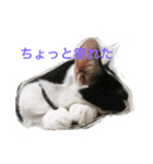 MARU cat love（個別スタンプ：15）