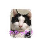 MARU cat love（個別スタンプ：16）