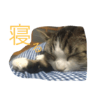 うちの猫 春（個別スタンプ：2）