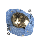 うちの猫 春（個別スタンプ：5）