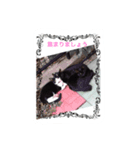 ねこ ネコ（個別スタンプ：6）