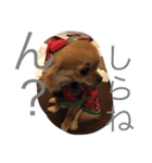チワワのめいちゃん2（個別スタンプ：2）