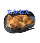 チワワのめいちゃん2（個別スタンプ：7）