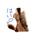 ぶろあにねこにゃんず（個別スタンプ：1）