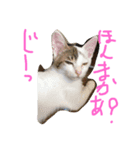 ぶろあにねこにゃんず（個別スタンプ：2）