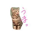 ぶろあにねこにゃんず（個別スタンプ：3）
