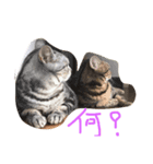 ぶろあにねこにゃんず（個別スタンプ：4）