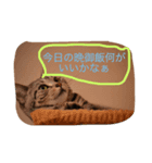 ぶろあにねこにゃんず（個別スタンプ：5）