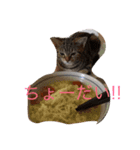 ぶろあにねこにゃんず（個別スタンプ：7）