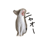 ぶろあにねこにゃんず（個別スタンプ：8）