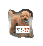 モコの会話（個別スタンプ：7）