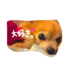 うちの大事な可愛い家族（個別スタンプ：8）