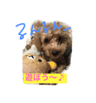 わんこ、n（個別スタンプ：1）