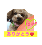 わんこ、n（個別スタンプ：7）