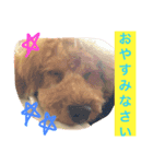 わんこ、n（個別スタンプ：8）