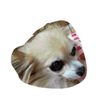 犬だよ～‼（個別スタンプ：8）