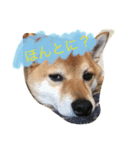 柴犬 小太郎のボソッと本音（個別スタンプ：1）