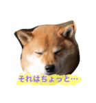 柴犬 小太郎のボソッと本音（個別スタンプ：2）