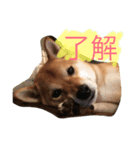 柴犬 小太郎のボソッと本音（個別スタンプ：5）