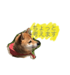 柴犬 小太郎のボソッと本音（個別スタンプ：6）