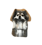 dog0901（個別スタンプ：1）