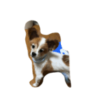 dog0901（個別スタンプ：2）