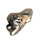 dog0901（個別スタンプ：3）