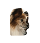 dog0901（個別スタンプ：4）