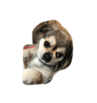 dog0901（個別スタンプ：5）
