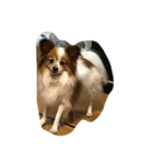dog0901（個別スタンプ：6）