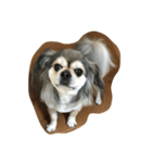 dog0901（個別スタンプ：7）